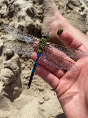 Dragonfly saved from the ocean 