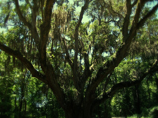 Live Oak Tree Canopy
