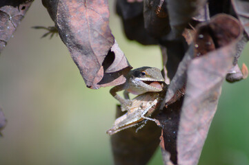 Happy Lizard in Leaves