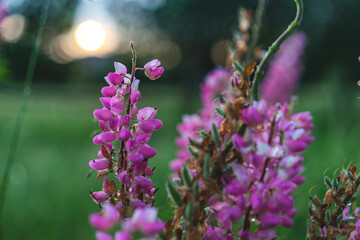 Blooming macro shot of lupine flower. Lupine (Lupinus) field with pink purple blooming flower. Bunch of lupines summer flower background. A field of lupines. Violet and spring and summer flower. 