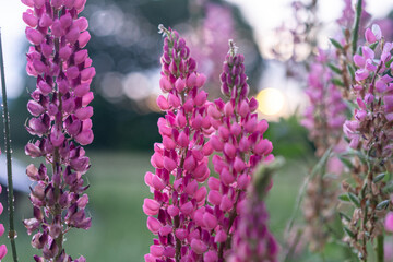 Blooming macro shot of lupine flower. Lupine (Lupinus) field with pink purple blooming flower. Bunch of lupines summer flower background. A field of lupines. Violet and spring and summer flower. 