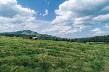 Fototapeta na wymiar Summer day in the mountains of Sumava National Park, Czech Republic. Green grass meadow and pasture with cows and scottish highland cattle.