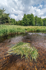 Wild moutnain creek in Sumava National Park, Czechia. Crystal clear creek and green grass meadow. Summer alpine like wiew of a small stream.