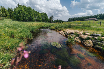 Wild moutnain creek in Sumava National Park, Czechia. Crystal clear creek and green grass meadow. Summer alpine like wiew of a small stream.