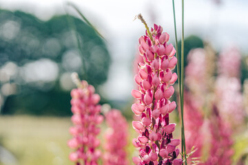 Blooming macro shot of lupine flower. Lupine (Lupinus) field with pink purple blooming flower. Bunch of lupines summer flower background. A field of lupines. Violet and spring and summer flower. 