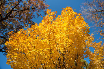 yellow leaves and blue sky