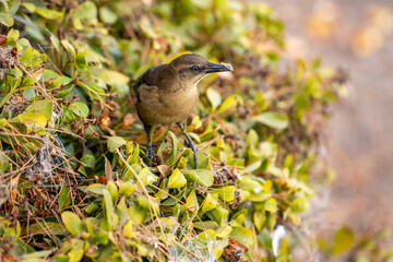 Great-tailed Grackle (female) sits on a bush. 