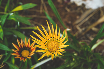 yellow flower of a dandelion