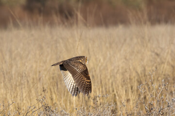 Long eared owl