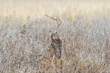 Long eared owl
