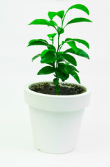 green plant in a white pot on a light background. tangerine sprout planted in a pot. concept of a new life.