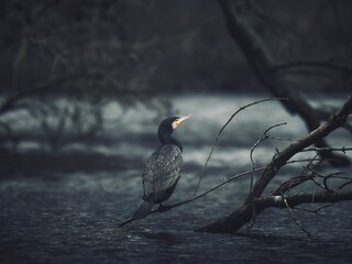 Cormorant