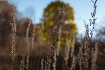 Fototapeta premium abstract autumn scene with out of focus background