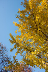 yellow autumn leaves