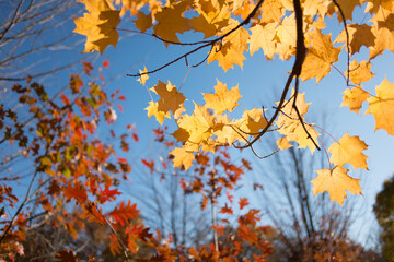 autumn maple leaves and oak leaves in the background on a blue sky