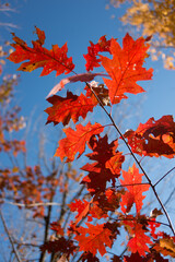 autumn leaves (oak) in the park on a clear day