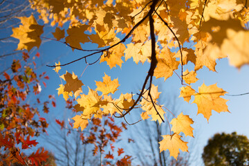 autumn leaves (maple) in the park on a clear day