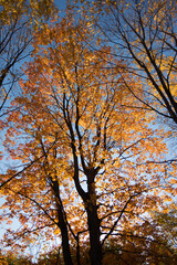 sun shining through autumn trees