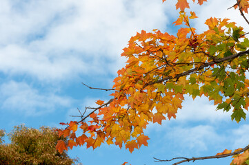 autumn leaves against blue sky (with some clouds)