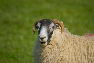 portrait of a sheep