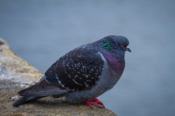 Pigeon on Wall