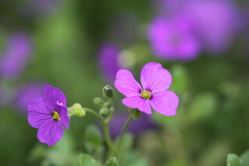 flowers in the garden