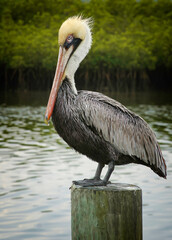 Brown Pelican, Biscayne National Park, Florida, USA - 479097588