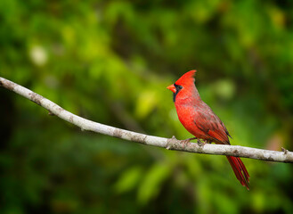 Northern Cardinal, Cardinalis cardinalis - 479097591