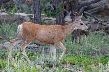 Naklejka na ściany i meble Colorado Wildlife. Wild Deer on the High Plains of Colorado. Mule Deer Doe.