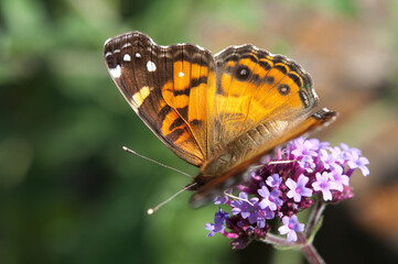 Vanessa cardui commonly called painted lady (cosmopolitan) - bokeh background