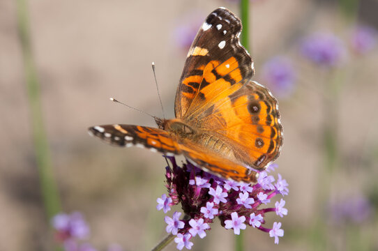 Vanessa cardui commonly called painted lady (cosmopolitan)