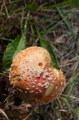 fly agaric mushroom