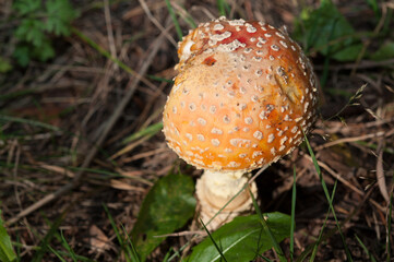 fly agaric mushroom