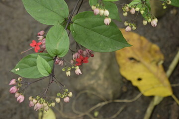 Flora natural, Petén, Guatemala4