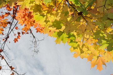 autumn maple leaves and overcast skies