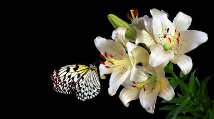 Bright tropical butterfly on white lily flowers isolated on black. Rice paper butterfly. Large tree...