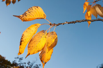 Obraz premium autumn leaves (cherry blossom or prunus) against blue sky