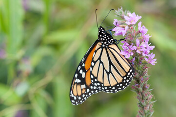 Danaus plexippus (Monarch butterfly) on Lythrum (loosestrife)