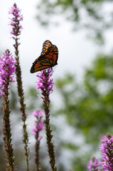 Danaus plexippus (Monarch butterfly) on Lythrum (loosestrife)