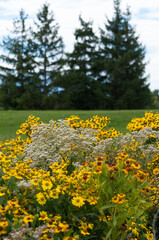 yellow flowers in the field