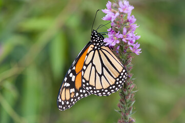 monarch butterfly on a loosestrife flower