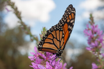 Danaus plexippus (Monarch butterfly) on Lythrum (loosestrife)