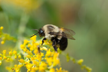 bee on flower (goldenrod)