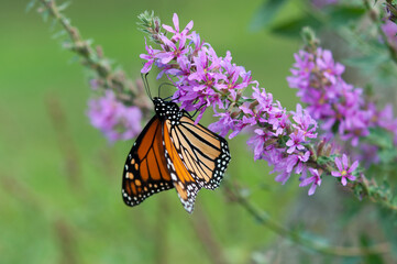 Danaus plexippus (Monarch butterfly) on Lythrum (loosestrife)