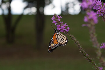 Danaus plexippus (Monarch butterfly) on Lythrum (loosestrife)