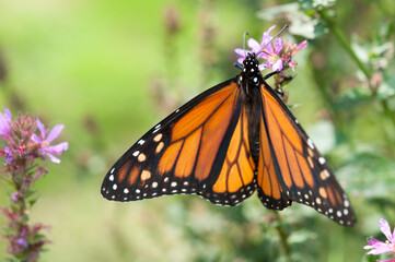 monarch butterfly on flower