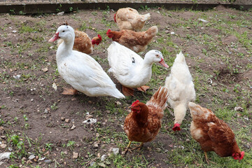 Pays de la Loire - Poules et canards dans un poulailler, 