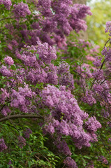 Obraz premium pink lilac flowers in the garden