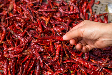 Closeup dried chili and hand at the farm.