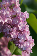 double lilac flowers up close